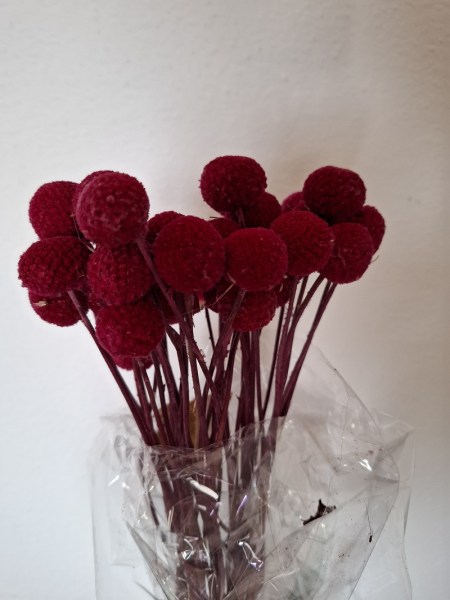 billy button raspberry